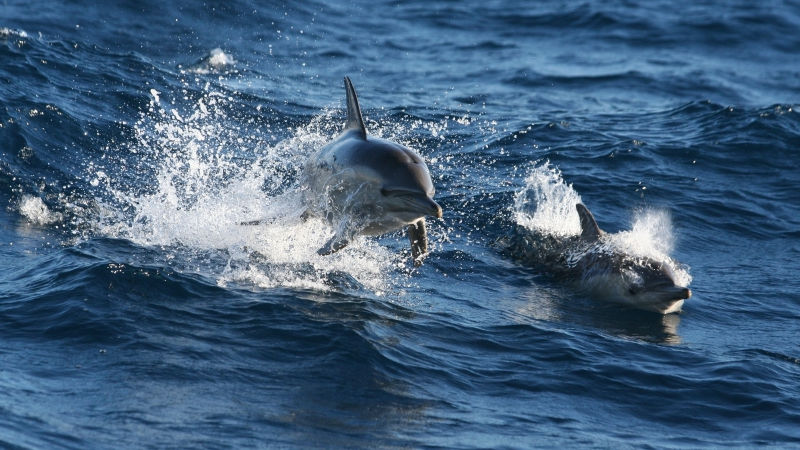 Dolphin watching cruise